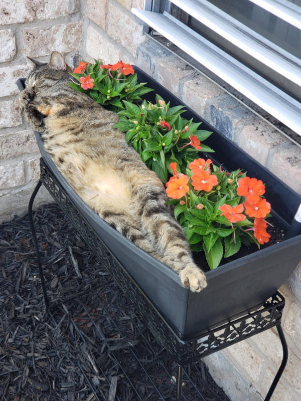 Cats Being Absolute Weirdos