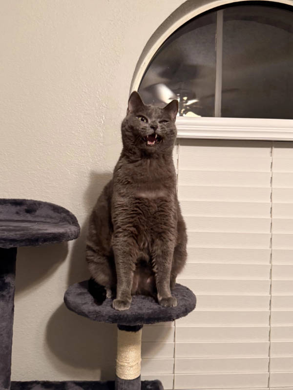 Cats Being Absolute Weirdos