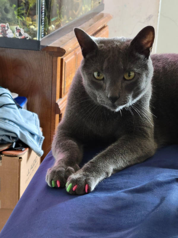 cats being absolute weirdos 37 pics 14.html - 37 HD Photos | Premium Gallery 2026