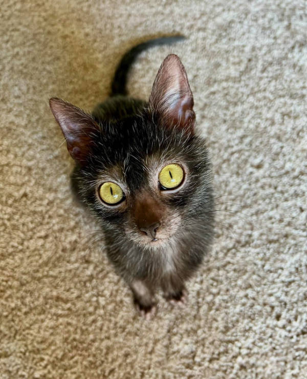 cats being absolute weirdos 37 pics 14.html - 37 HD Photos | Premium Gallery 2026