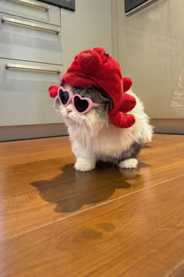 cats being absolute weirdos 37 pics 14.html - 37 HD Photos | Premium Gallery 2026