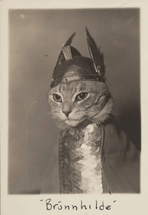 cats being absolute weirdos 37 pics 14.html - 37 HD Photos | Premium Gallery 2026