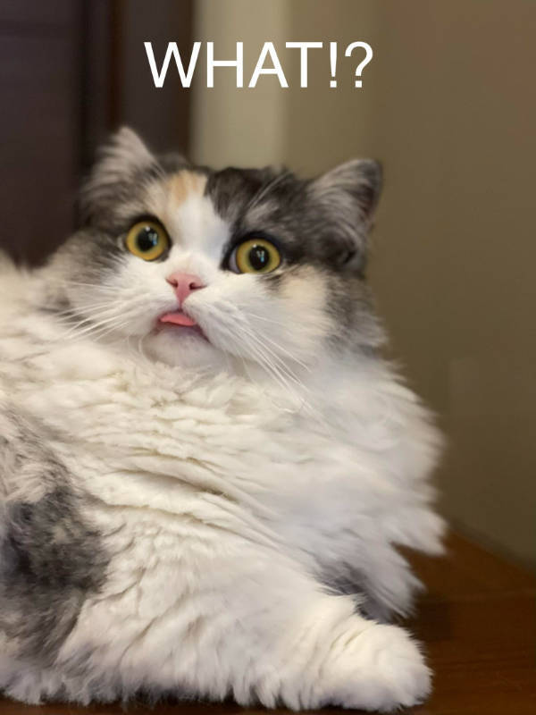 cats being absolute weirdos 37 pics 14.html - 37 HD Photos | Premium Gallery 2026