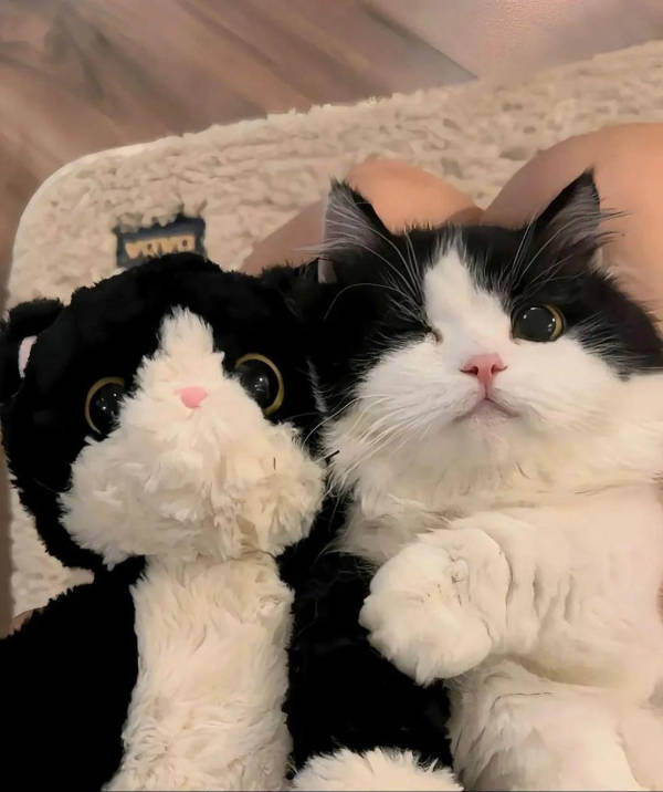 cats being absolute weirdos 37 pics 14.html - 37 HD Photos | Premium Gallery 2026