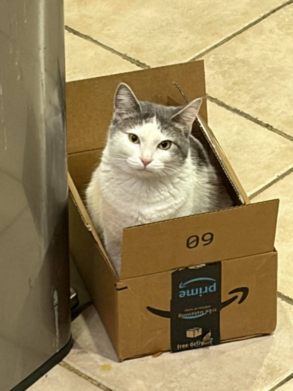 cats being absolute weirdos 37 pics 14.html - 37 HD Photos | Premium Gallery 2026