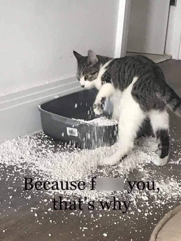 cats being absolute weirdos 37 pics 14.html - 37 HD Photos | Premium Gallery 2026