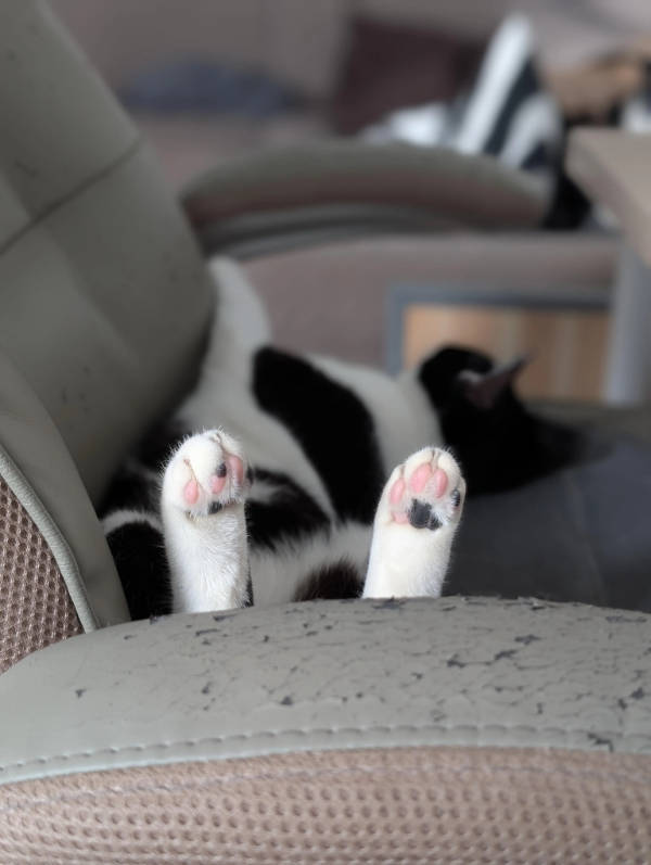 cats being absolute weirdos 37 pics 14.html - 37 HD Photos | Premium Gallery 2026