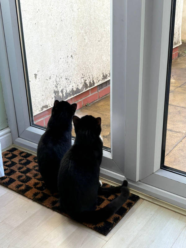 cats being absolute weirdos 37 pics 14.html - 37 HD Photos | Premium Gallery 2026