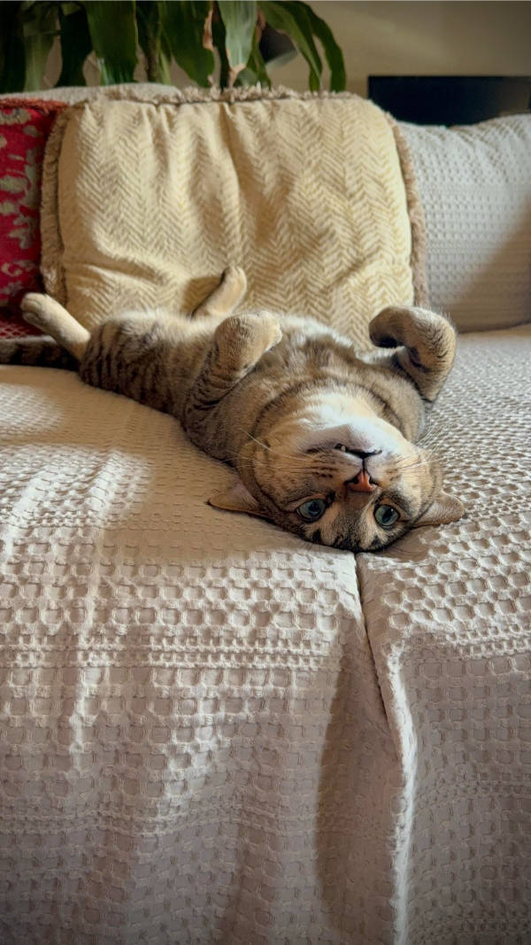 cats being absolute weirdos 37 pics 14.html - 37 HD Photos | Premium Gallery 2026