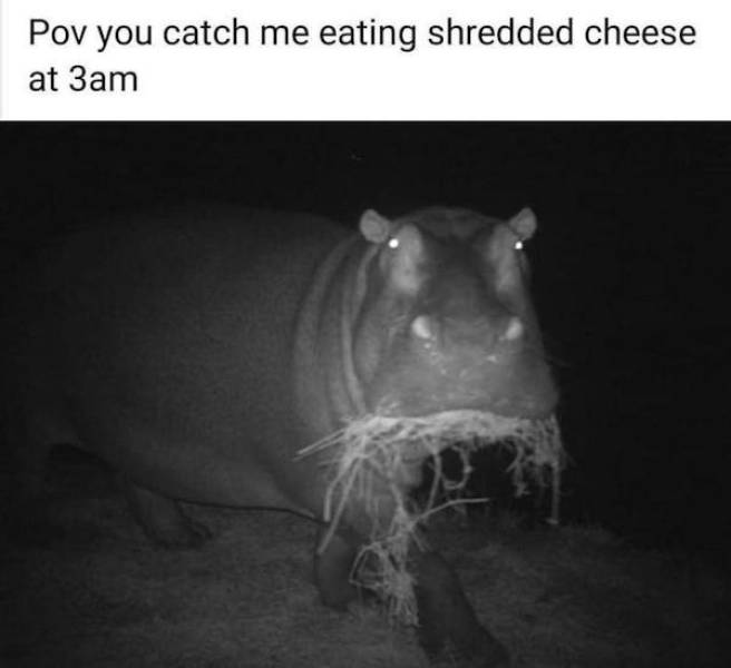 Wis-DUMB Memes at Maximum Capacity