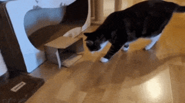 daily gifdump 56 gifs 2.html - 1 HD GIF | Premium Gallery 2026