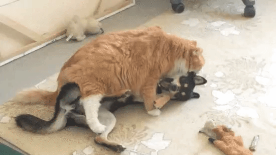 daily gifdump 56 gifs 2.html - 1 HD GIF | Premium Gallery 2026