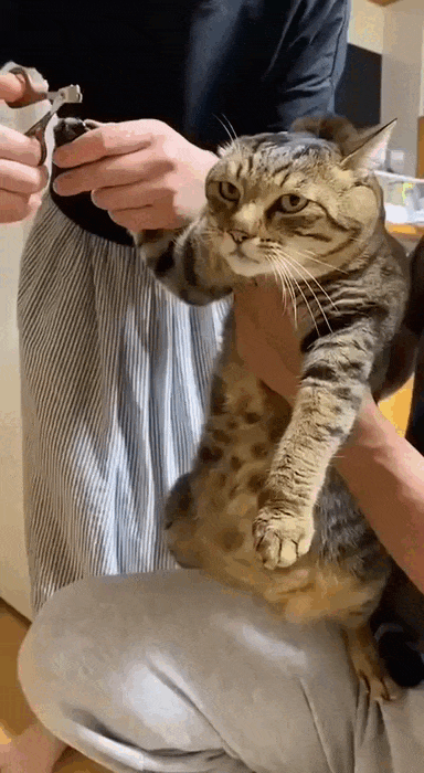 daily gifdump 56 gifs 2.html - 1 HD GIF | Premium Gallery 2026