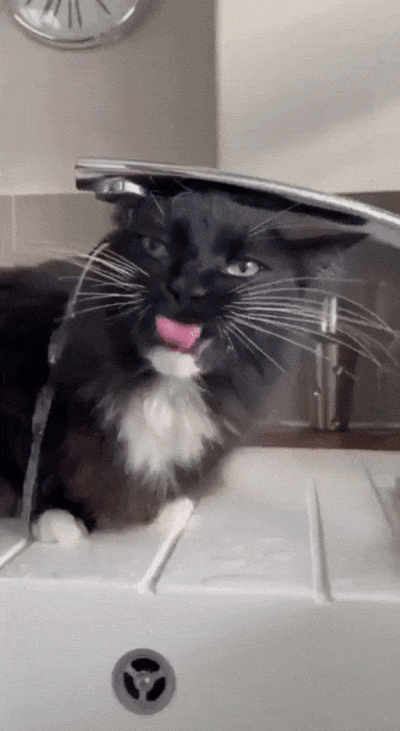 daily gifdump 56 gifs 2.html - 1 HD GIF | Premium Gallery 2026