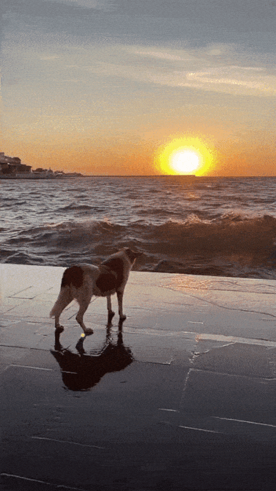 daily gifdump 56 gifs 2.html - 1 HD GIF | Premium Gallery 2026