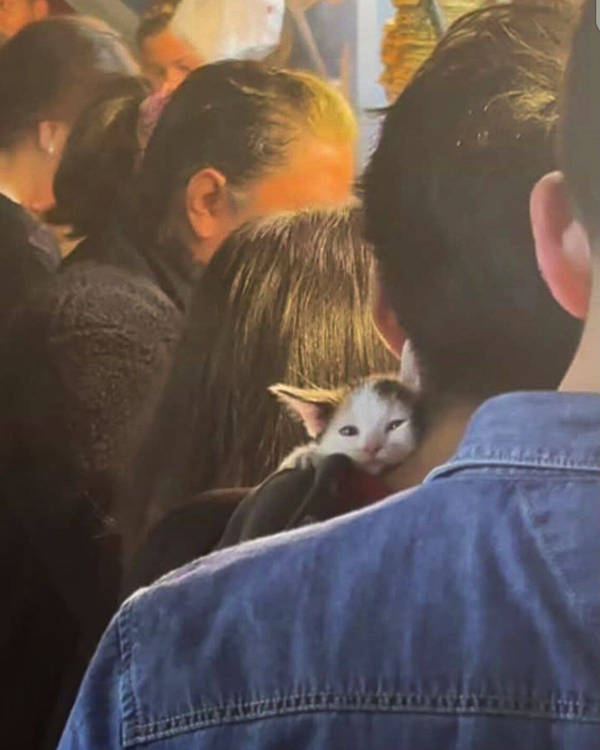 The Funniest Creatures on the Internet