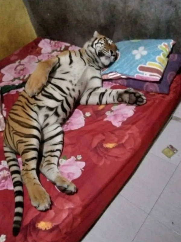 The Funniest Creatures on the Internet