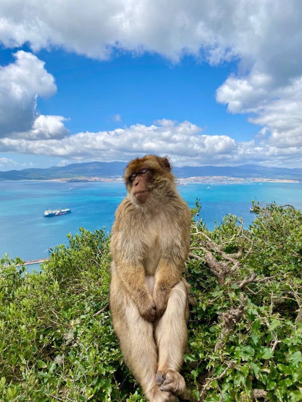 The Funniest Creatures on the Internet