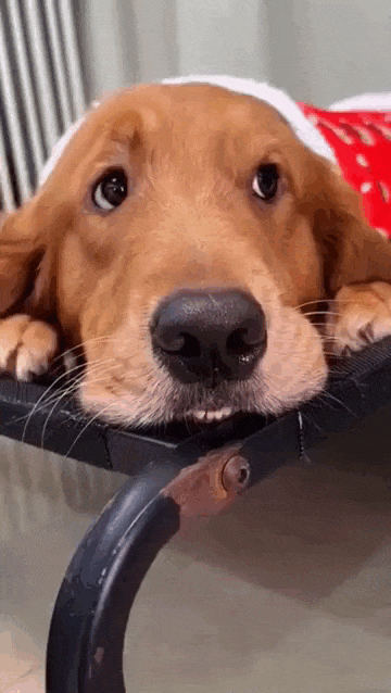 daily gifdump 53 gifs 6.html - 1 HD GIF | Premium Gallery 2026