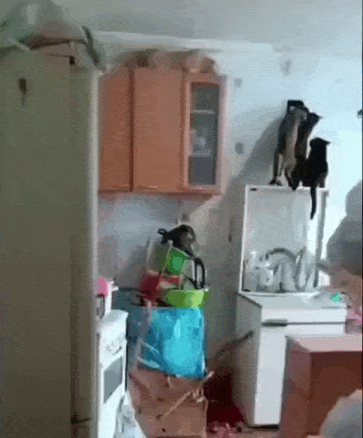 daily gifdump 53 gifs 6.html - 1 HD GIF | Premium Gallery 2026