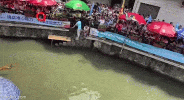 daily gifdump 53 gifs 6.html - 1 HD GIF | Premium Gallery 2026