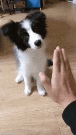 daily gifdump 53 gifs 6.html - 1 HD GIF | Premium Gallery 2026