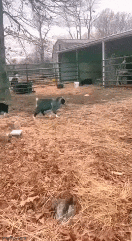 daily gifdump 53 gifs 6.html - 1 HD GIF | Premium Gallery 2026