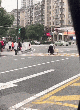 daily gifdump 53 gifs 6.html - 1 HD GIF | Premium Gallery 2026