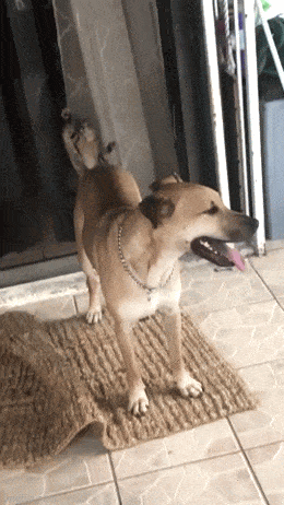 daily gifdump 53 gifs 6.html - 1 HD GIF | Premium Gallery 2026