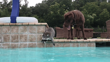 daily gifdump 53 gifs 6.html - 1 HD GIF | Premium Gallery 2026