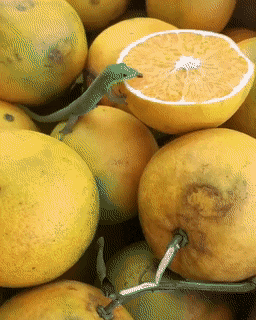 daily gifdump 53 gifs 6.html - 1 HD GIF | Premium Gallery 2026