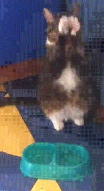 daily gifdump 52 gifs 1.html - 1 HD GIF | Premium Gallery 2026