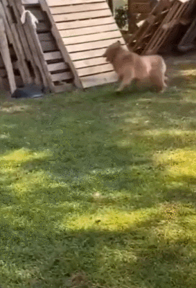 daily gifdump 52 gifs 1.html - 1 HD GIF | Premium Gallery 2026