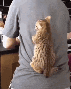 daily gifdump 52 gifs 1.html - 1 HD GIF | Premium Gallery 2026