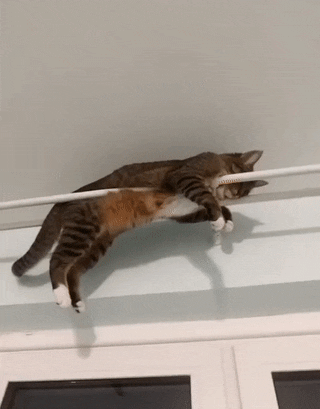 daily gifdump 52 gifs 1.html - 1 HD GIF | Premium Gallery 2026