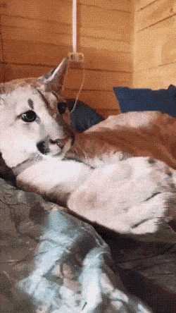 daily gifdump 52 gifs 1.html - 1 HD GIF | Premium Gallery 2026