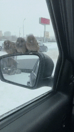 daily gifdump 52 gifs 1.html - 1 HD GIF | Premium Gallery 2026