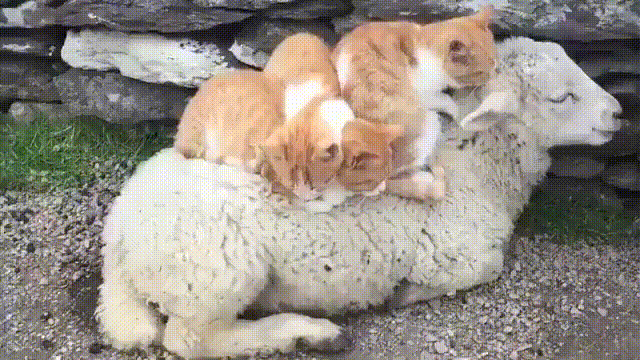 daily gifdump 52 gifs 1.html - 1 HD GIF | Premium Gallery 2026