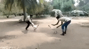 daily gifdump 52 gifs 1.html - 1 HD GIF | Premium Gallery 2026