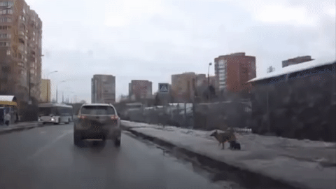 daily gifdump 52 gifs 1.html - 1 HD GIF | Premium Gallery 2026