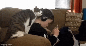 daily gifdump 52 gifs 1.html - 1 HD GIF | Premium Gallery 2026