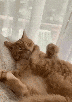 daily gifdump 47 gifs 6.html - 1 HD GIF | Premium Gallery 2026