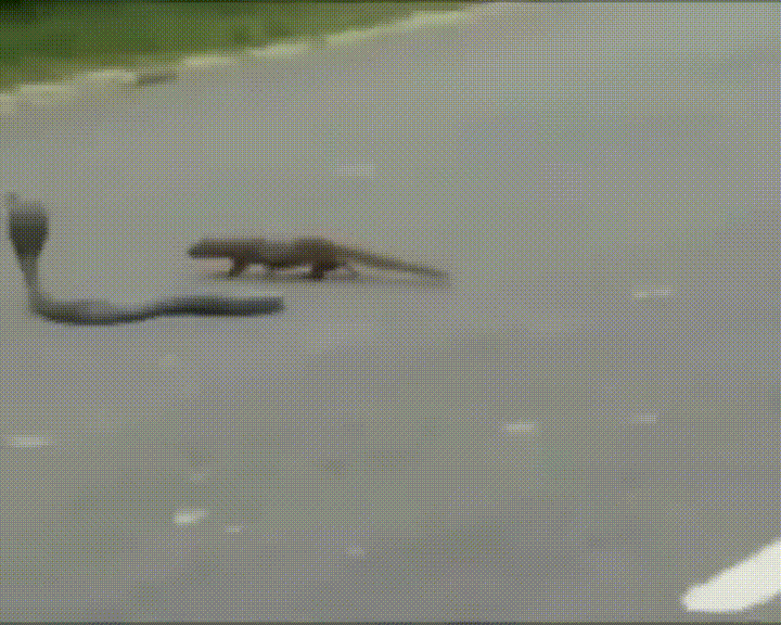 daily gifdump 47 gifs 6.html - 1 HD GIF | Premium Gallery 2026