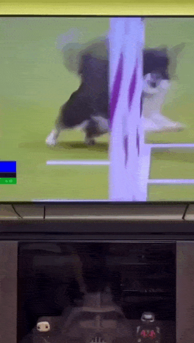 daily gifdump 47 gifs 6.html - 1 HD GIF | Premium Gallery 2026