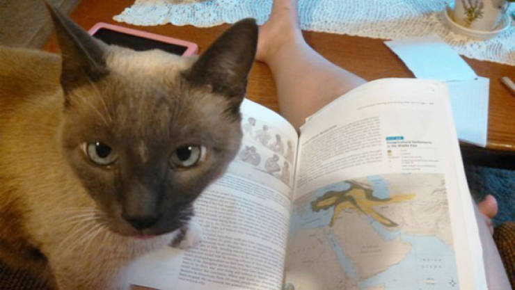 Cats Being Absolute Chaos