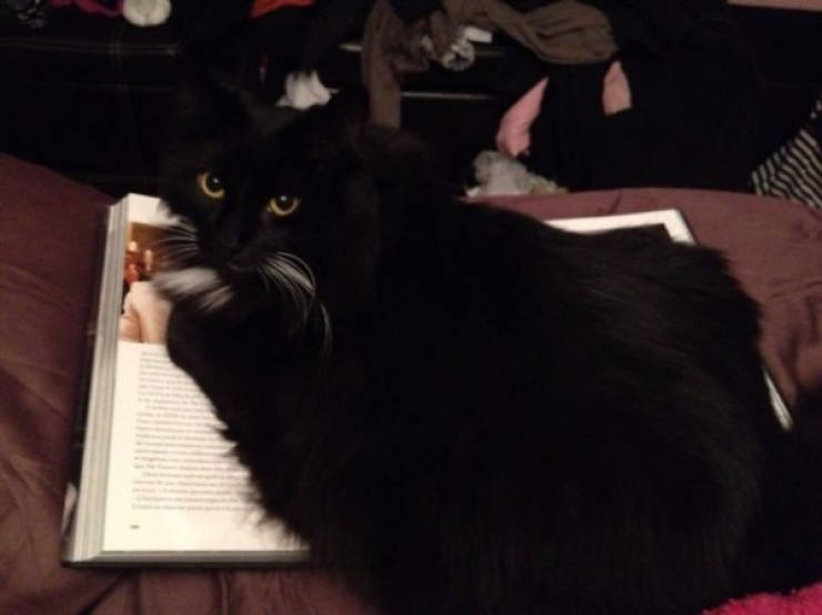 cats being absolute chaos 42 pics 8.html - 42 HD Photos | Premium Gallery 2026