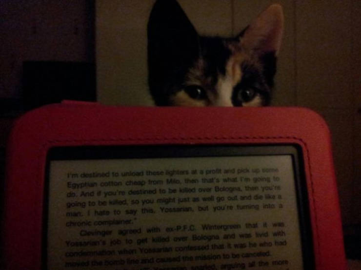 cats being absolute chaos 42 pics 8.html - 42 HD Photos | Premium Gallery 2026