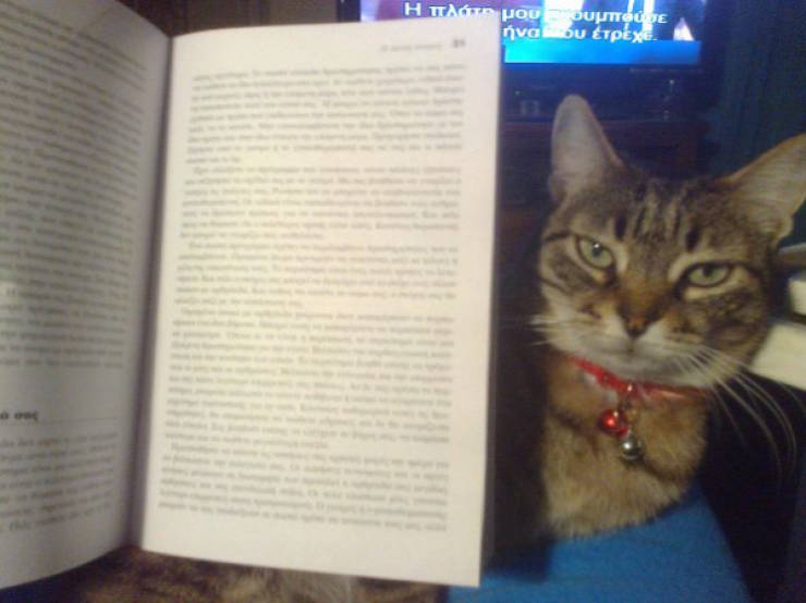 cats being absolute chaos 42 pics 8.html - 42 HD Photos | Premium Gallery 2026