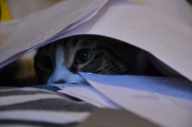 cats being absolute chaos 42 pics 8.html - 42 HD Photos | Premium Gallery 2026