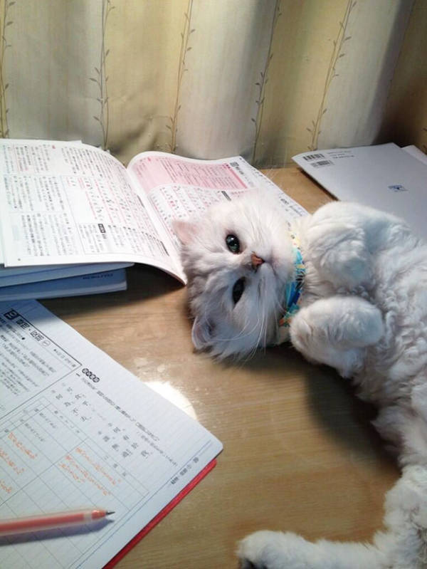 Cats Being Absolute Chaos